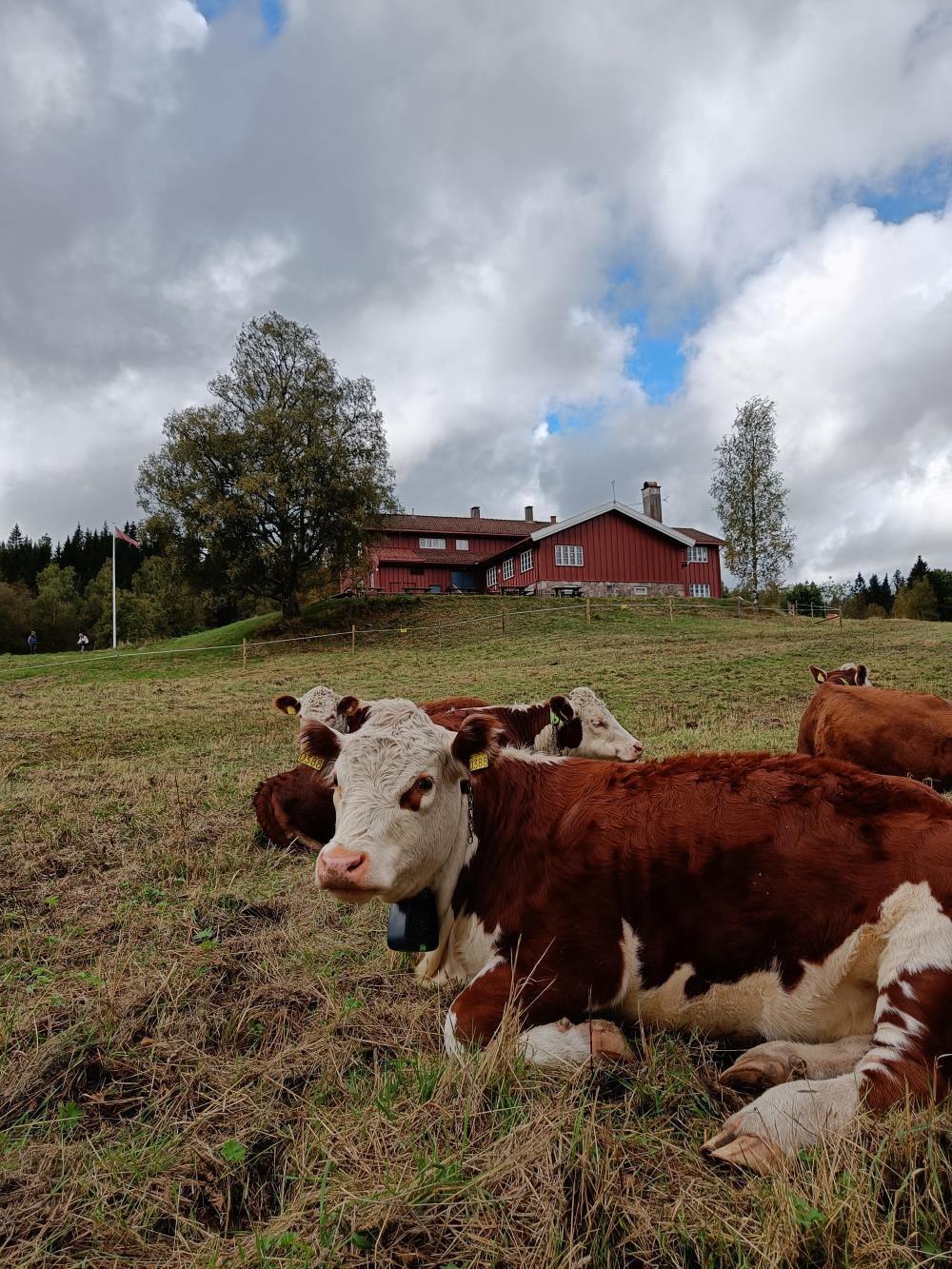 kuer med Ullevålseter i bakgrunnen
